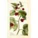 Rubus Cuthbert - Bertha Heiges — visning af kunstværket