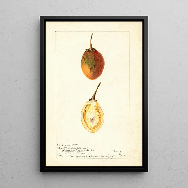 Reproduktion af maleriet Solanum betaceum - Bertha Heiges