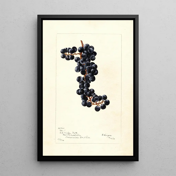 Reproduktion af maleriet Vitis No - Bertha Heiges