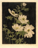 Anemoner - Bertha Jaques — visning af kunstværket