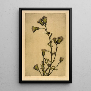 Bertha Jaques - Canada Thistle.webp