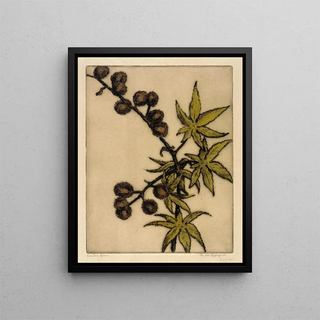 Bertha Jaques - Castor Bean.webp