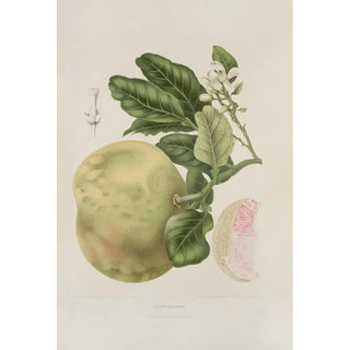 Berthe Hoola van Nooten - Fleurs fruits et feuillages choisis de lille de Java Pl03.webp