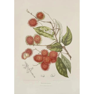 Berthe Hoola van Nooten - Fleurs fruits et feuillages choisis de lille de Java Pl07.webp