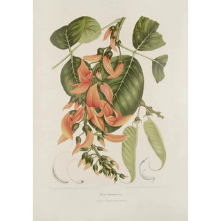Berthe Hoola van Nooten - Fleurs fruits et feuillages choisis de lille de Java Pl18.webp