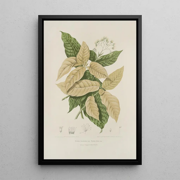 Reproduktion af maleriet Blomster, frugt og blade udvalgt fra Java-øen Pl21 - Berthe Hoola van Nooten
