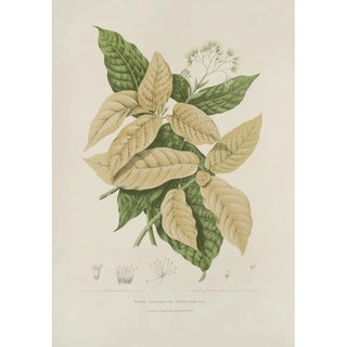 Berthe Hoola van Nooten - Fleurs fruits et feuillages choisis de lille de Java Pl21.webp