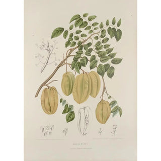 Berthe Hoola van Nooten - Fleurs fruits et feuillages choisis de lille de Java Pl36.webp