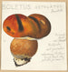 Boletus ustulatus Paulet 3 - Hans Walty — visning af kunstværket