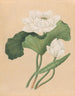 Lotus des Indes orientales Nelumbo nucifera - École britannique du 19ème siècle — visning af kunstværket