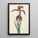 Reproduktion af maleriet Amaryllis Formosissima - CJ Kruimel