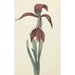 Reproduktion af maleriet Amaryllis Formosissima - CJ Kruimel