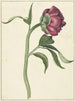 Fleur de pivoine - C. J. Kruimel — visning af kunstværket