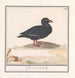 Canard noir Melanitta nigra - Anselmus Botius de Boodt — visning af kunstværket