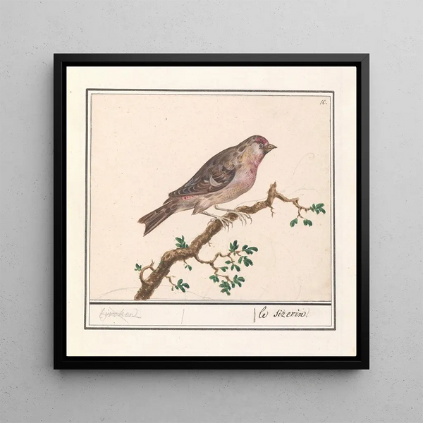 Carduelis flammea - Anselmus Botius de Boodt
