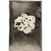 Fleur III - Carel Adolph Lion Cachet — visning af kunstværket