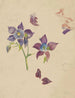 Studie af blomster - Carel Adolph Lion Cachet — visning af kunstværket