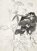 Studie af planter - Carel Adolph Lion Cachet — visning af kunstværket