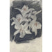 Lys blancs - Carel Adolph Lion Cachet — visning af kunstværket