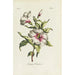Althaea frutex - Carington Bowles — visning af kunstværket