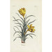 Reproduktion af maleriet Crocus - Carington Bowles