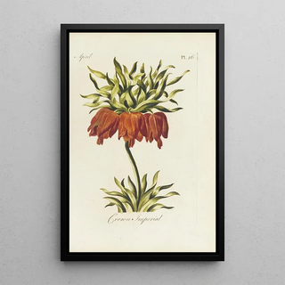 Carington Bowles - Crown imperial.webp