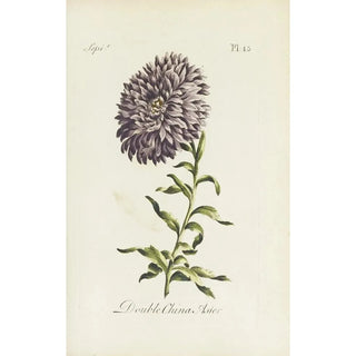 Carington Bowles - Double China Aster.webp