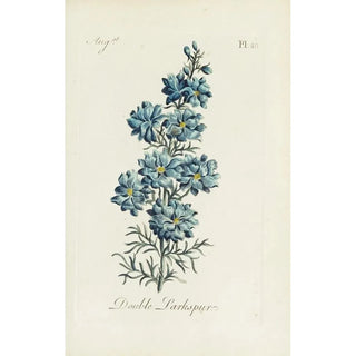 Carington Bowles - Double Larkspur.webp