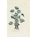 Violette double - Carington Bowles — visning af kunstværket