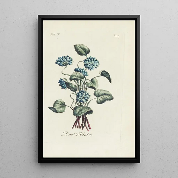 Carington Bowles - Double violet.webp