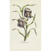 Fritillaire - Carington Bowles — visning af kunstværket