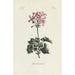 Reproduktion af maleriet Géranium - Carington Bowles