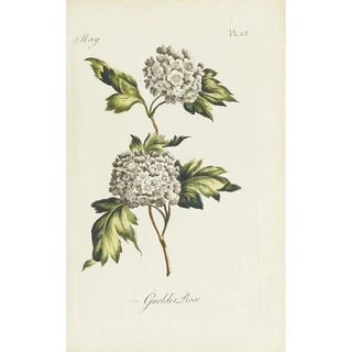 Carington Bowles - Guelder Rose.webp