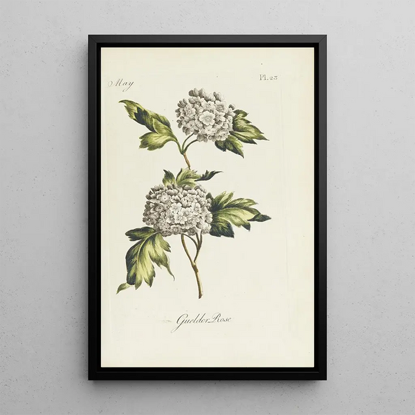Carington Bowles - Guelder Rose.webp