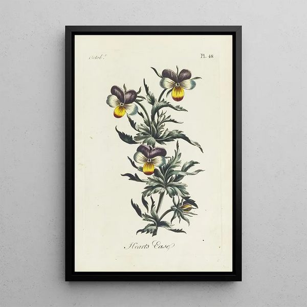 Carington Bowles - Hearts ease.webp