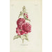 Rose trémière - Carington Bowles — visning af kunstværket