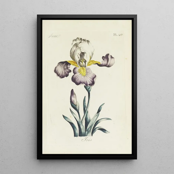 Reproduktion af maleriet Iris - Carington Bowles