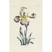 Reproduktion af maleriet Iris - Carington Bowles