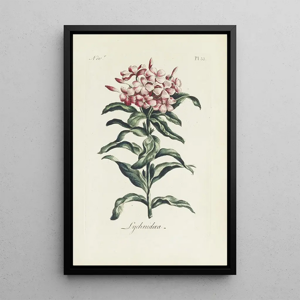 Reproduktion af maleriet Lychnis - Carington Bowles