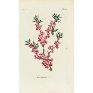 Carington Bowles - Mezereon.webp