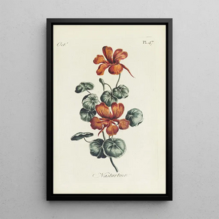 Carington Bowles - Nasturtium.webp