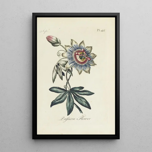 Reproduktion af maleriet Passionsblomst Maleri - Carington Bowles