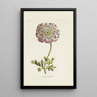 Carington Bowles - Ranuncula.webp