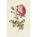 Rose - Carington Bowles — visning af kunstværket