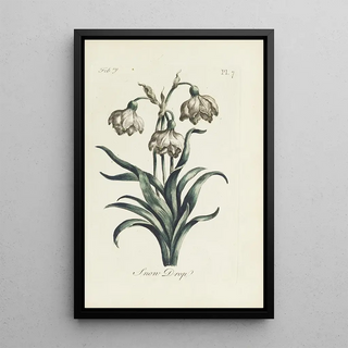 Carington Bowles - Snow Drop.webp