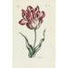 Tulipan - Carington Bowles — visning af kunstværket