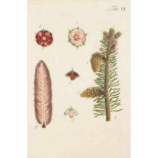 Carl Christoph Oelhafen von Schllenbach - Abbildung der wilden Bume Stauden und Buschgewchse Pl006.webp