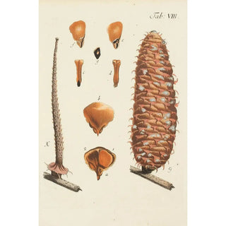 Carl Christoph Oelhafen von Schllenbach - Abbildung der wilden Bume Stauden und Buschgewchse Pl008.webp