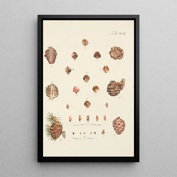 Illustration af vilde træer, flerårige planter og buske Pl021 - Carl Christoph Oelhafen von Schöllenbach — indrammet kunstværk på væggen