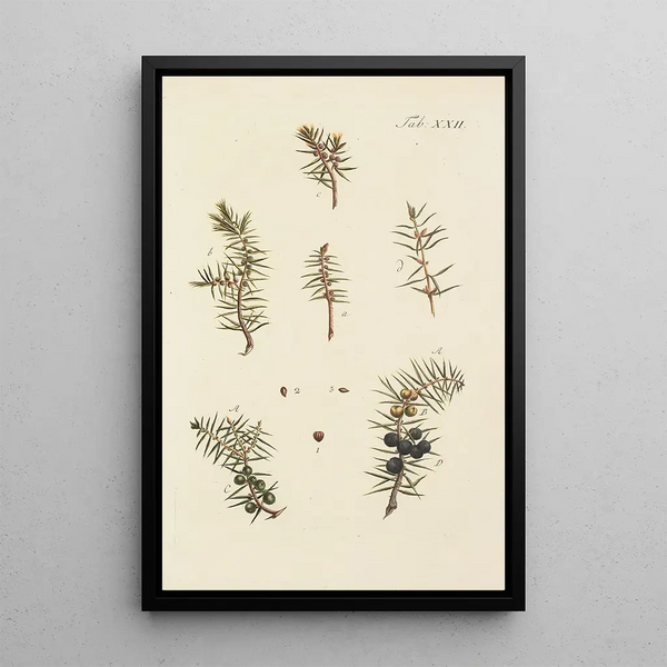 Illustration af vilde træer, flerårige planter og buske Pl022 - Carl Christoph Oelhafen von Schöllenbach — indrammet kunstværk på væggen
